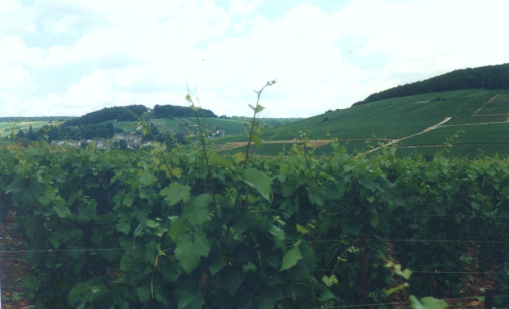 Savigny-les-Beaune : vignes